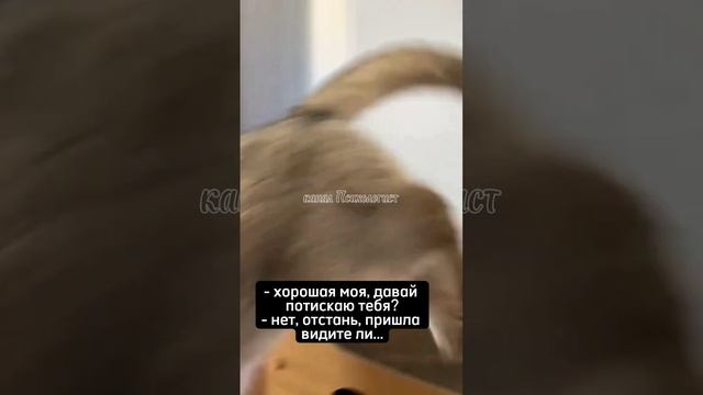 Пришла и что теперь? Не лезь ко мне  r/ #love #котики #приколы #cat #cats #Psychologist