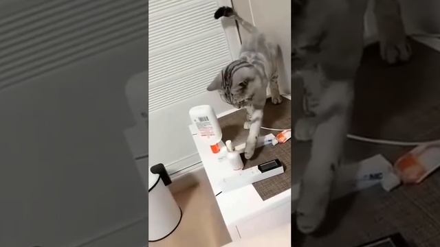 Перфекционисты тут? 😺