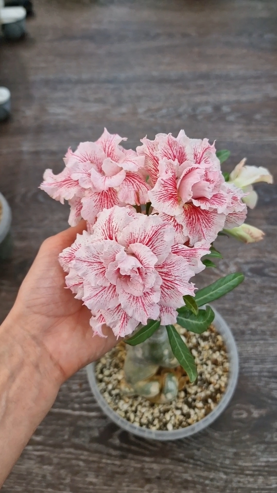 Адениум Magical Princess😍 #adenium #адениум #цветы #flowers