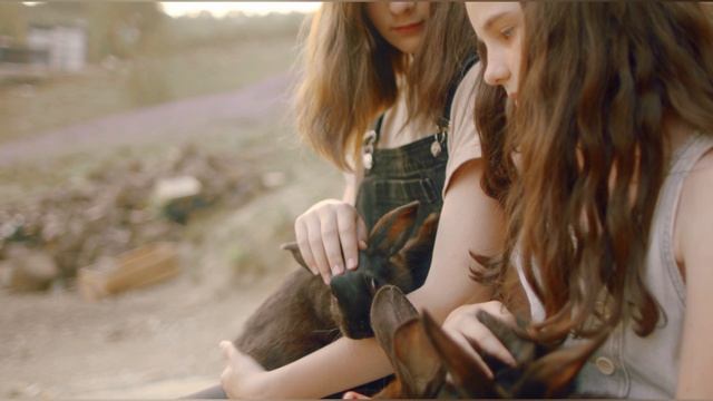 Ambient -кролик 2