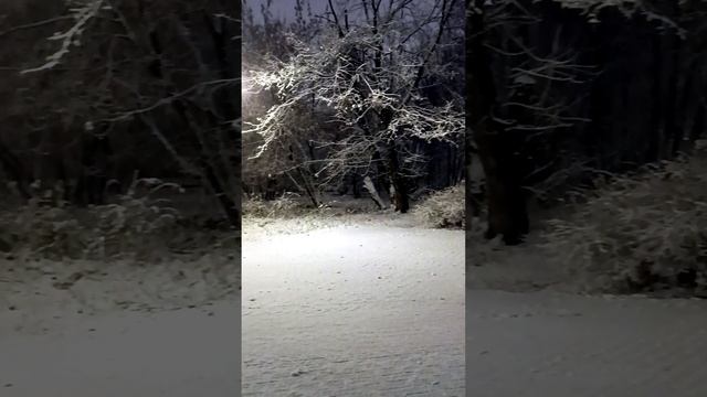 Беседка. Парк Березовая Роща. Москва 04.11.2024 (04:04) (м. Полежаевская. м. Зорге).