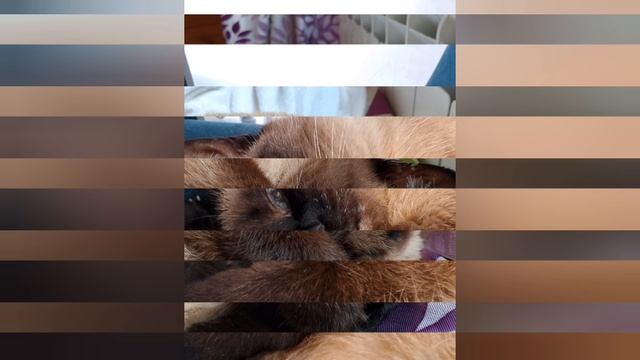 фотки от котик кролик 🐰😺 участники все кто снимается это Маня томас и клопа .mp4