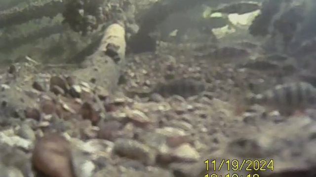 1000033078.mp4Волга гл.5м.19.11.2024г.