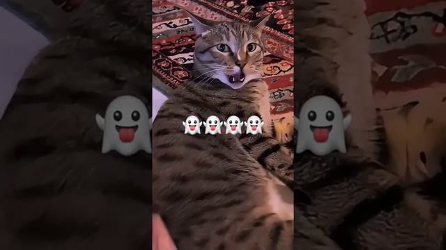 Мы в ВК https://vk.com/life_of_cats
