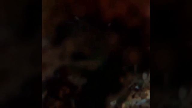 Морские сапфиры - невидимки