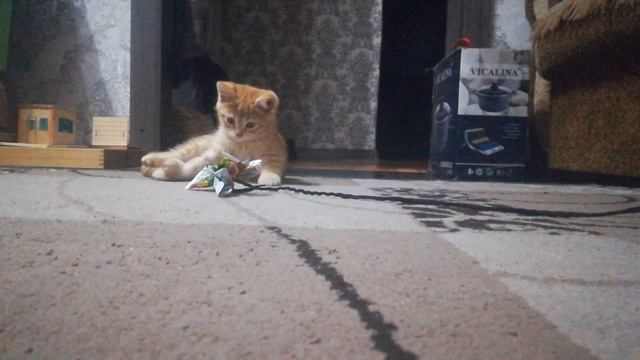 Как и просили снял как мой котенок играет