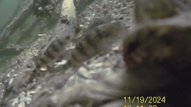 1000033077.mp4Волга гл.5м.19.11.2024г.