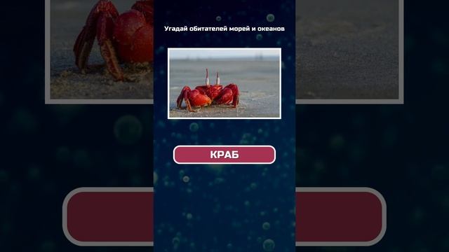 🔥 Угадай обитателей морей и океанов