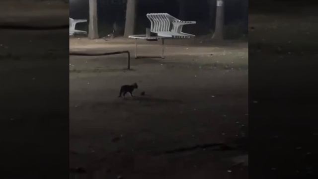 ночные танцы