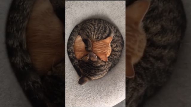 Котики