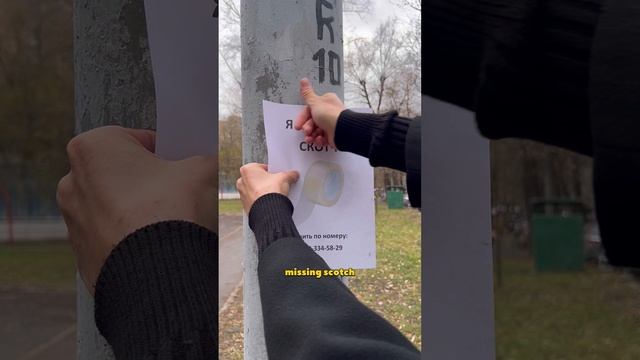 Скотч