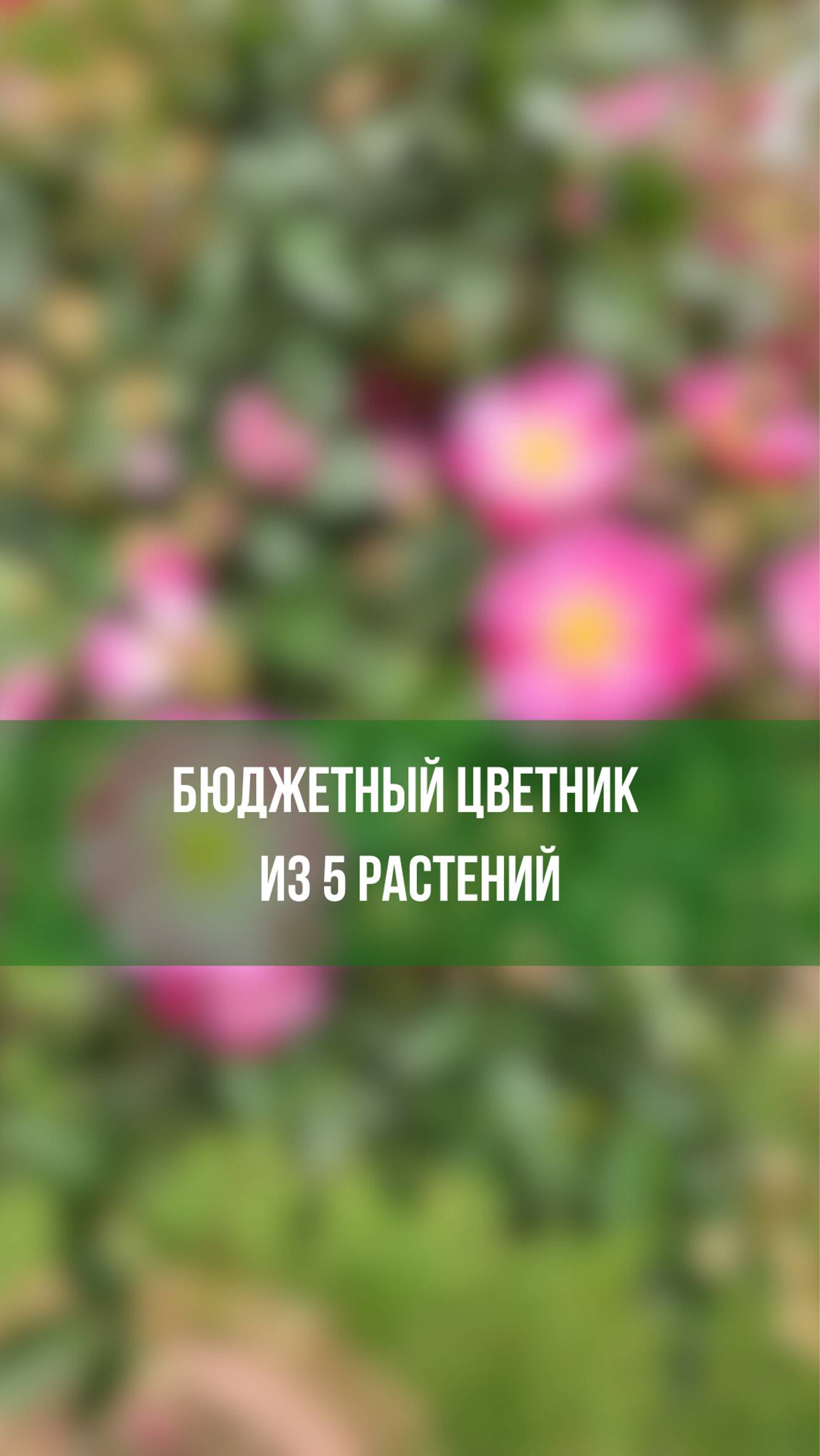 Бюджетный цветник из 5 растений