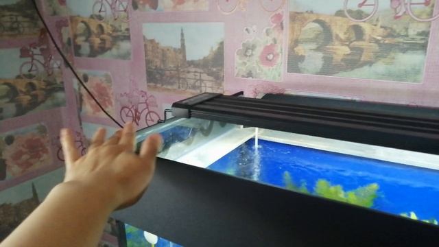 VID_20241119_110016.mp4