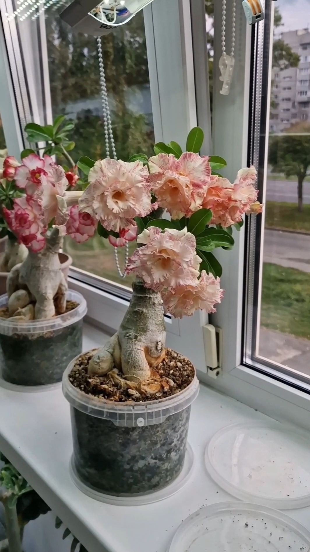 адениумы Huacinth и Beaty🥰 #адениум #adenium #цветы #сад #flower