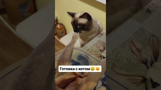 Готовка с котом 😄😺