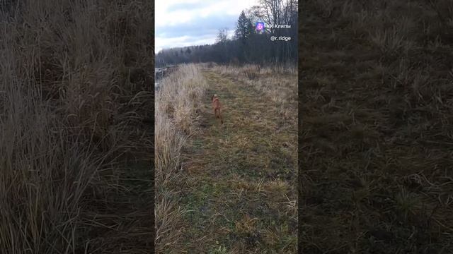 clip-43377709_456239307.mp4