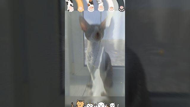 котэчилит