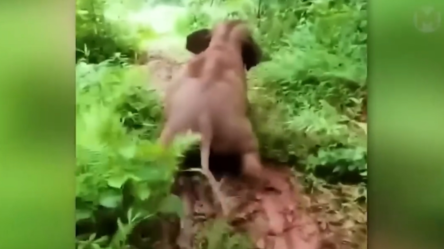 ПРИКОЛЬНЫЕ ЖИВОТНЫЕ