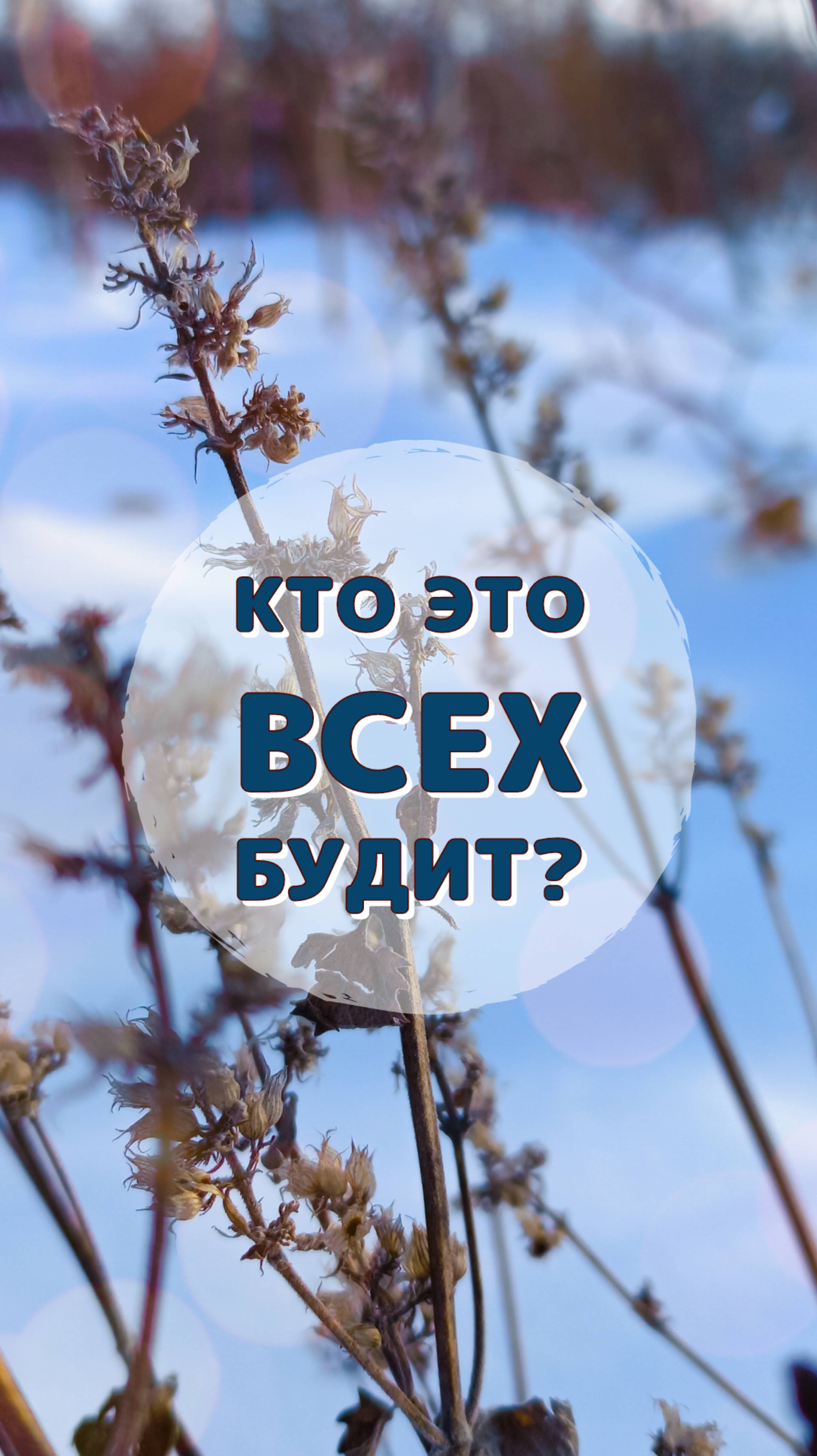Кто это всех будит? ("У нас всё есть.")#shorts