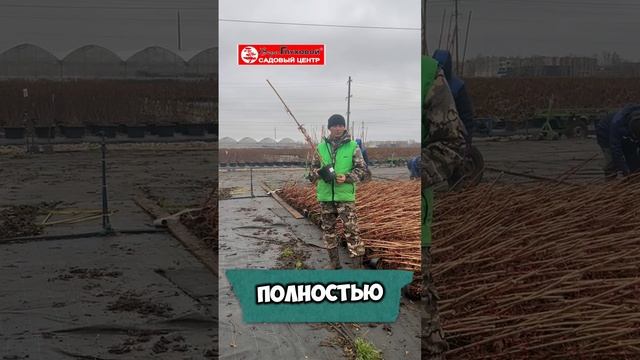 На контейнерной площадке питомника и Садового центра Веры Глуховой продолжается укладка растений