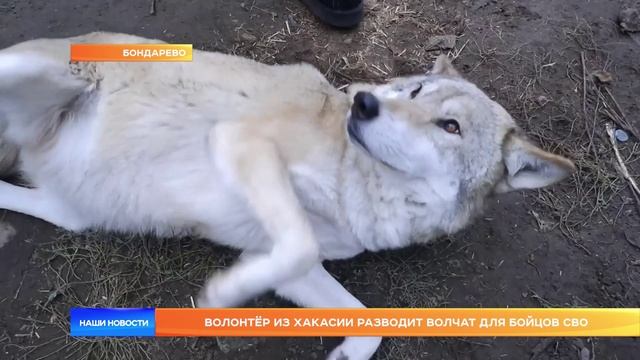 Волонтёр из Хакасии разводит волчат для бойцов СВО