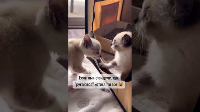 Kittens are talking