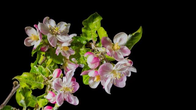 999611_Flower_Springtime_3840x2160