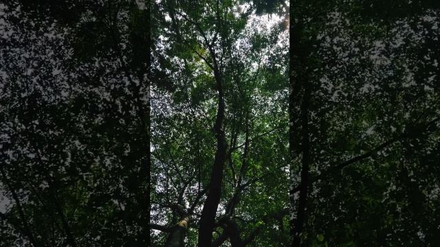 жизнь в огромном мегаполисе #куалалумпур #малайзия #асмр #природа #звук