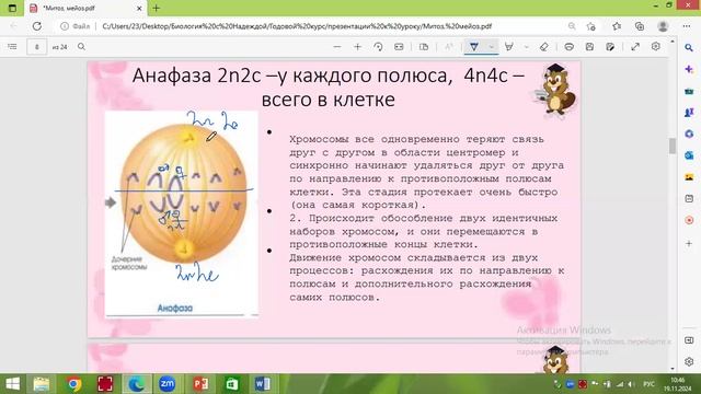 митоз