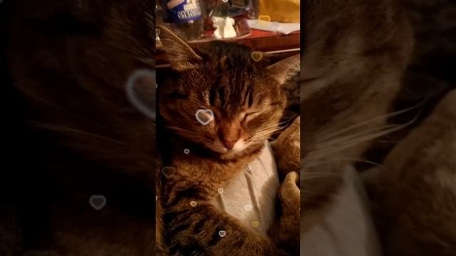 Мусёна спит.😺😊💖🐾🐾
