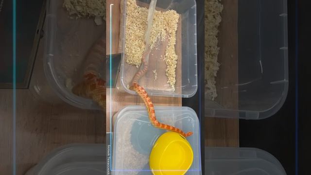 Удавчик сбрасывает свою шкурку.