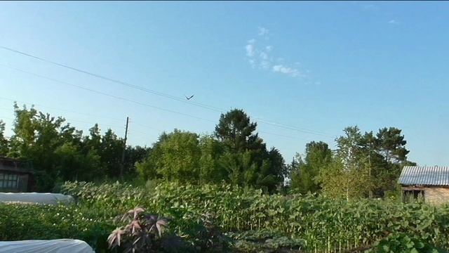 Мой друг коршунок кого-то привел с собой