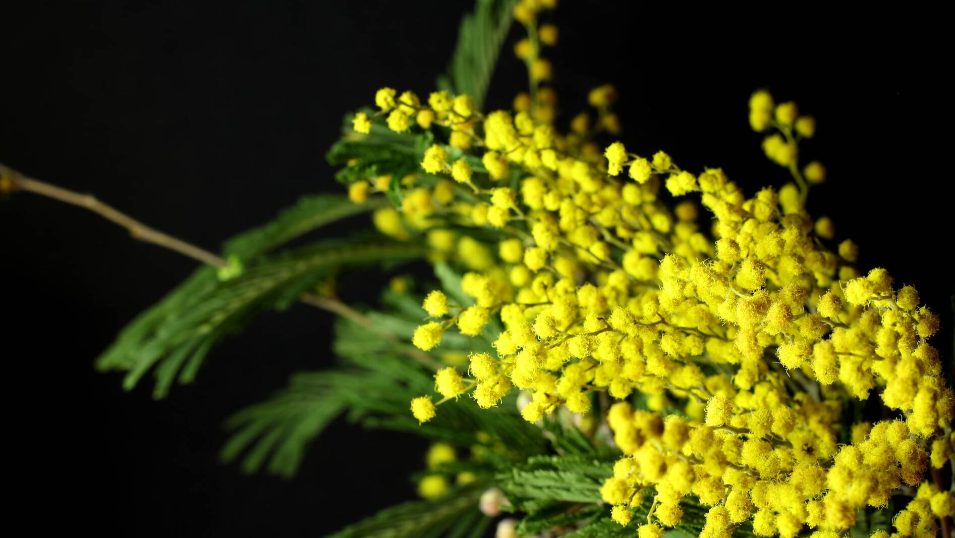 Ветка мимозы (Кавер-версия) из репертуара группы "Лесоповал"