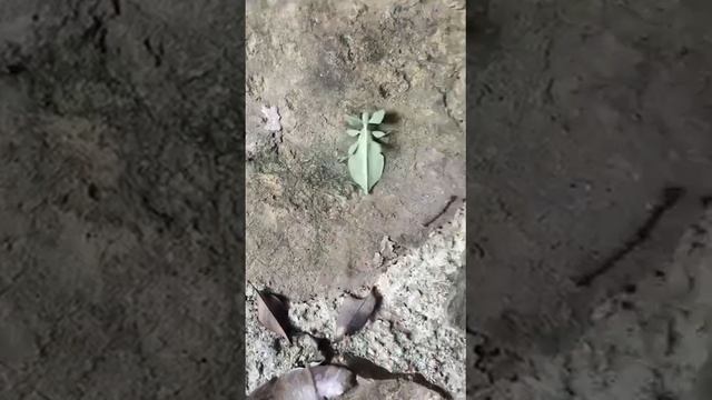 А вы думали, что это просто порванный листочек?