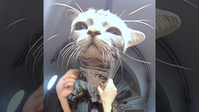 котик