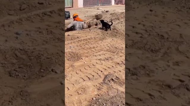 Нехватка рабочей силы на стройке 🫣🐶