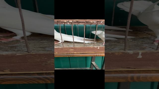 Бакинские бойные голуби Старопородние 21-11-2024
