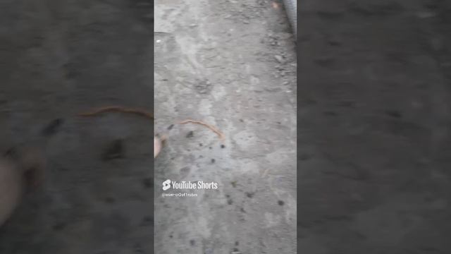 ОПЯТЬ ПРОВОЛОЧНИК!!!ИЗБАВЛЯЕМСЯ ДАЖЕ ТАКИМ МЕТОДОМ!Shorts