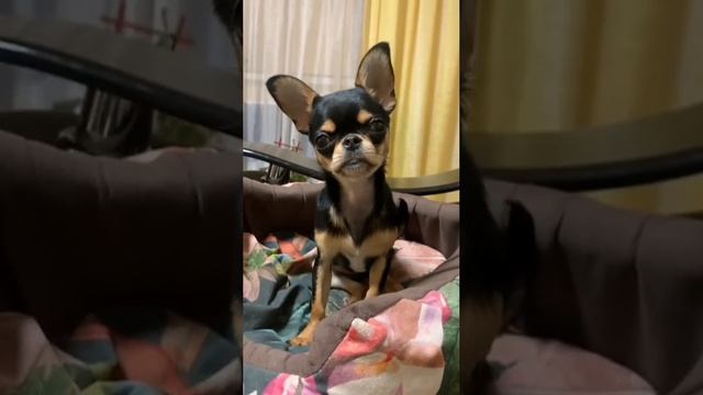 petal_20241104_202956.mp4