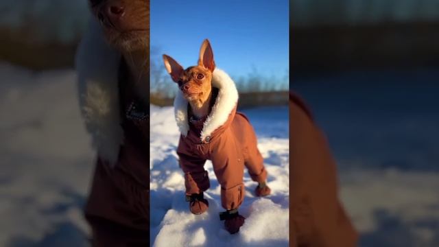 Одежда для собак fashion dog Barni