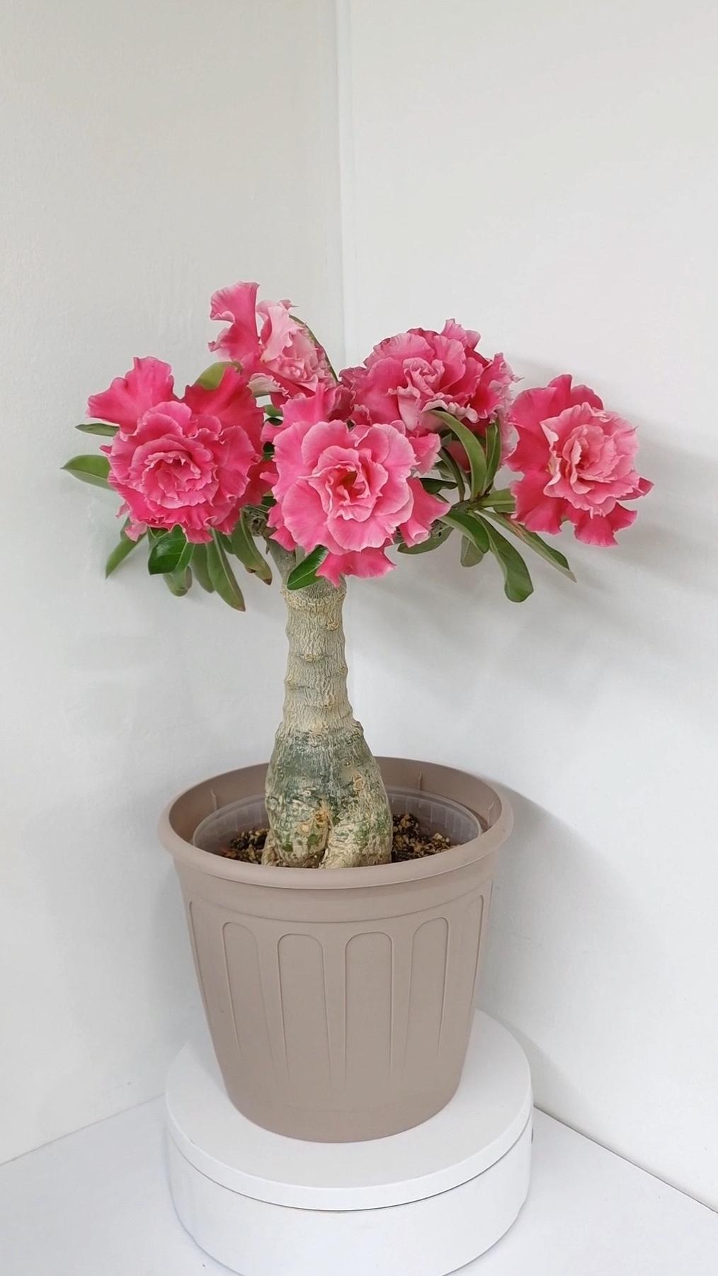 адениум Camellia(Камелия)-азиатский сорт🥰 #адениум #flowers #цветы #plants #adenium  #сад #garden