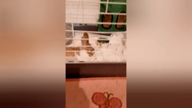 Маня и клопа Ману я дрисиру а  клопа спит .mp4