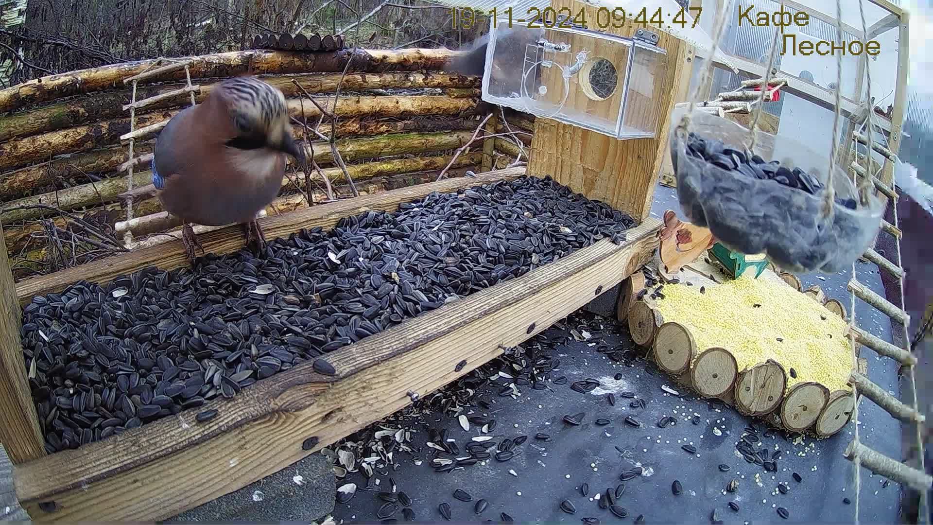 Добро пожаловать в "Кафе Лесное"! #Relaxing #природа #звуки леса #звуки дождя