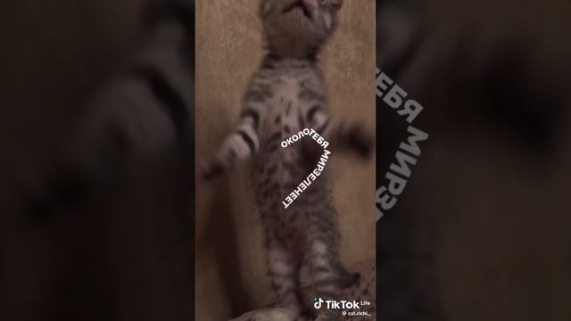 e17442d8238b9f57cf3ba162853fdd3f_1731824964551.mp4