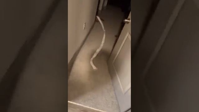 кошачья шиза