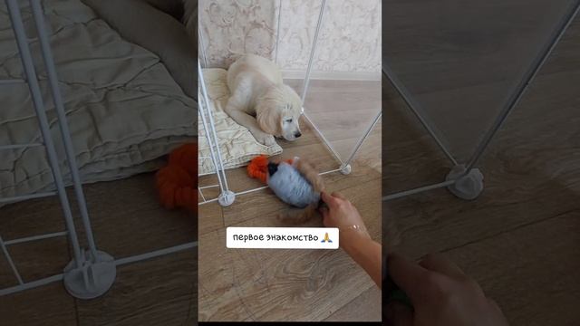 Первое знакомство 🐶