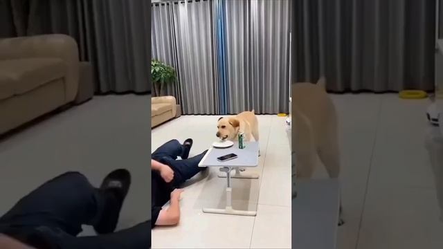 Пёс, который учит нас не упускать появляющиеся возможности.