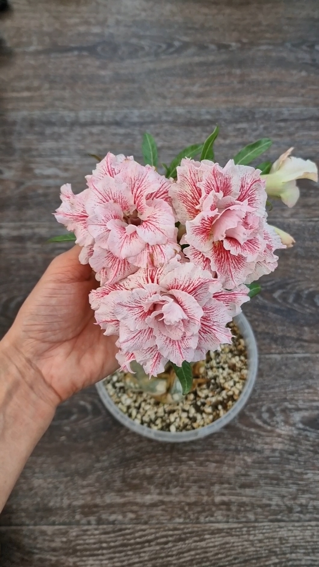 адениум Magical Princess. Очаровательнейший букетик😍😍😍 #адениум #цветы #plants #adenium  #сад #ga