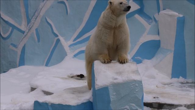 Белоснежная Герда настоящая красавица.