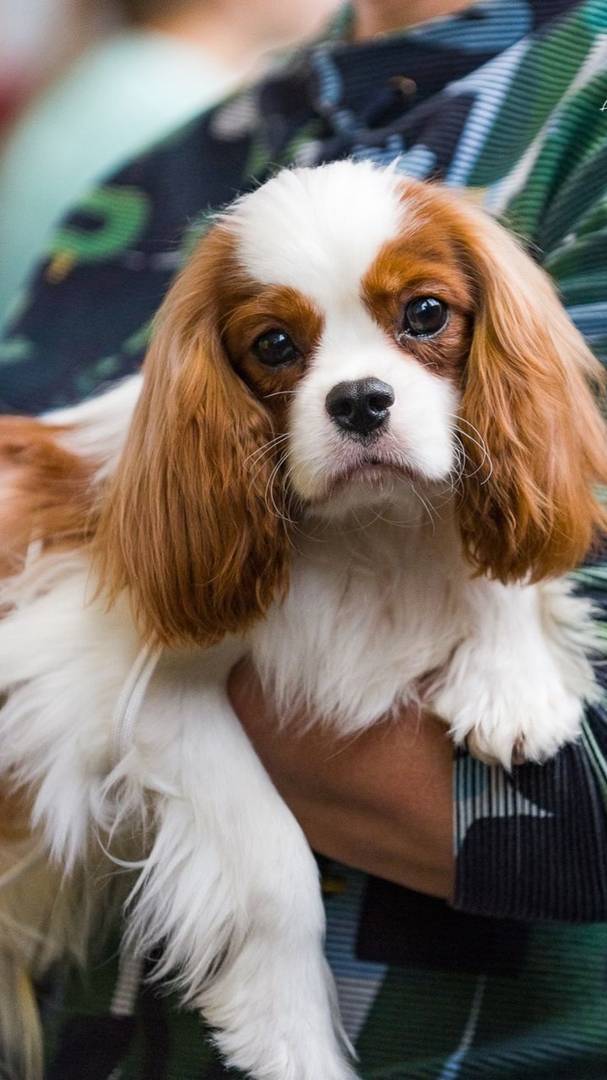 Продаётся мальчик 🐶 Кавалер Кинг Чарльз спаниель, для выставок и разведения 👍